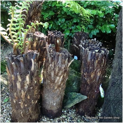 2ft premium - 2ft, fern