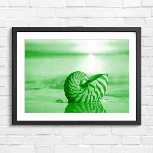 Nautilus shell sunset - shell, beach