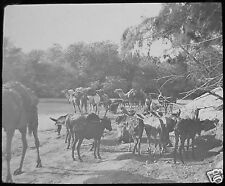 Glass Magic Lantern Slide