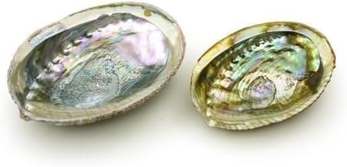 Natural abalone shell - abalone,