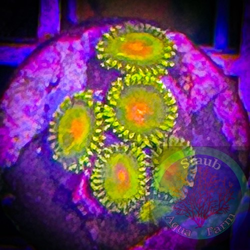 Saf wysiwyg impastas - “wysiwyg”,
