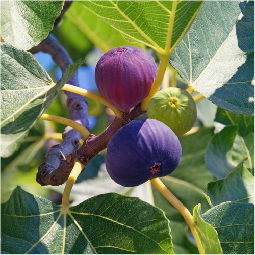 Large fig tree - fig, turkey