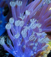 Live Rare Blue Xenia