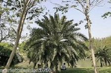 Khyber Mountain Date Palm Phoenix loureiroi var. humilis Khyber Date tree seeds 