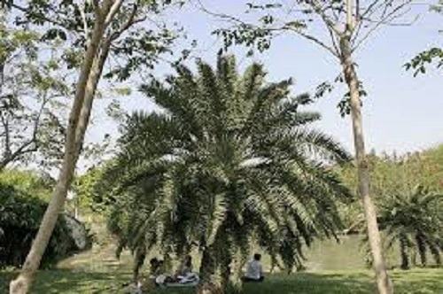 Khyber mountain date palm - khyber,