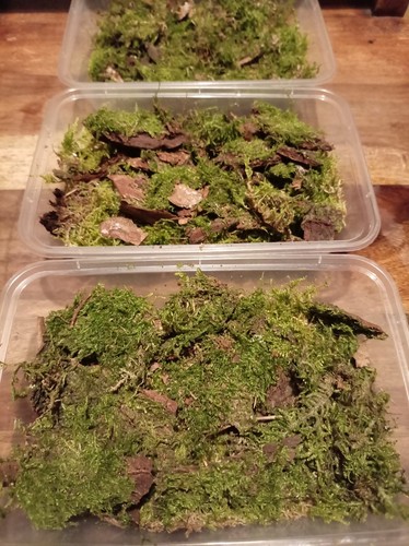 Flakey tree moss live - flakey, –