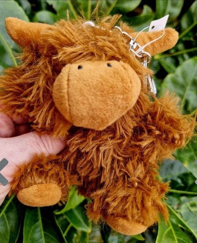 Pocket highland cow - highland, with