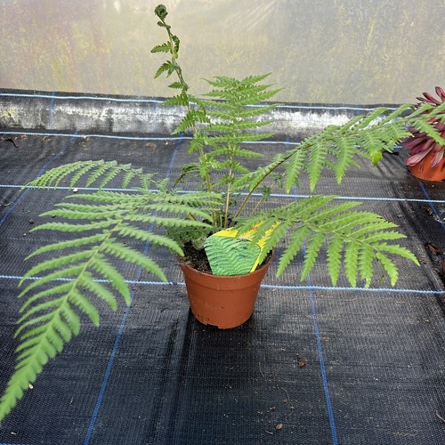 Dicksonia antartica tree - dicksonia,