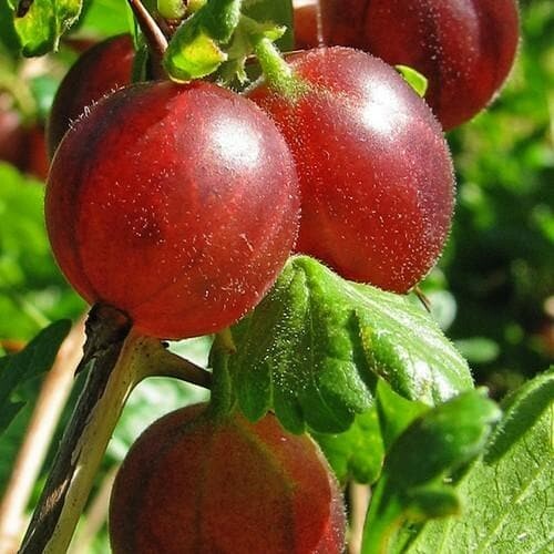 Gooseberry ribes - gooseberry,