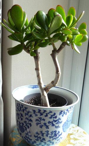 Money tree jade crassula ovata - money,