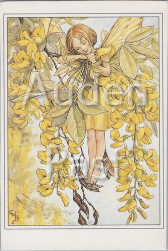 The laburnum fairy - the,