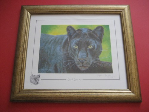 Stephen gayford black beauty - gayford, beauty"