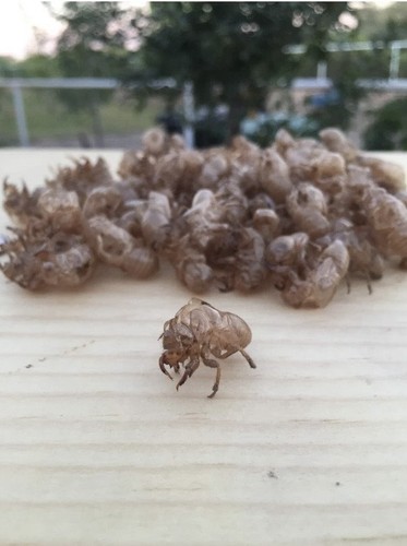 8000 cicada shells - 8000+,