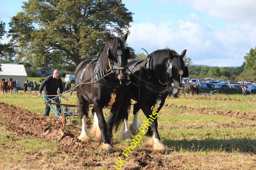 Photo shire horses 2012 - shire,