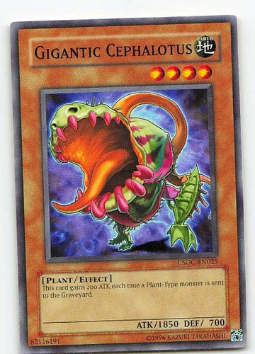 Gigantic cephalotus csoc - gigantic, csoc-en025