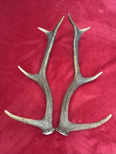 Pair red deer antlers 660g - of,