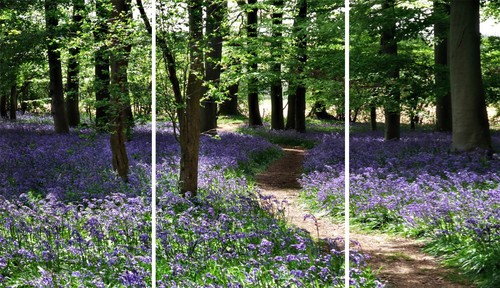 Super large x30 bluebell - large,