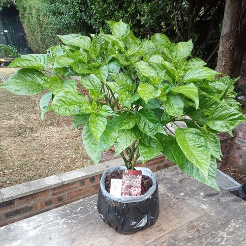 Trinidad moruga scorpion - trinidad,