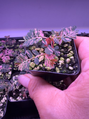 Phyllanthus urinaria pink