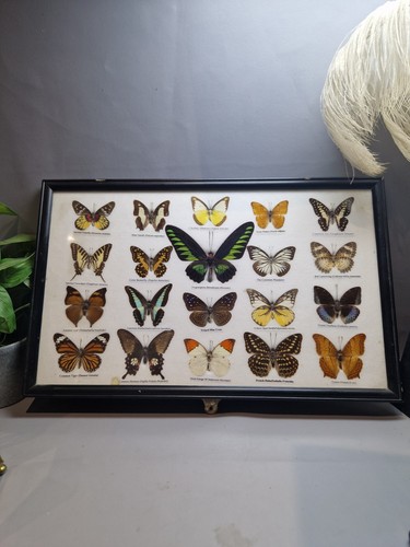 Vintage taxidermy - vintage, 22