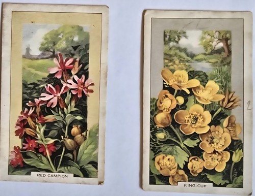 Vintage 1932 wild flowers - vintage:, 1932.