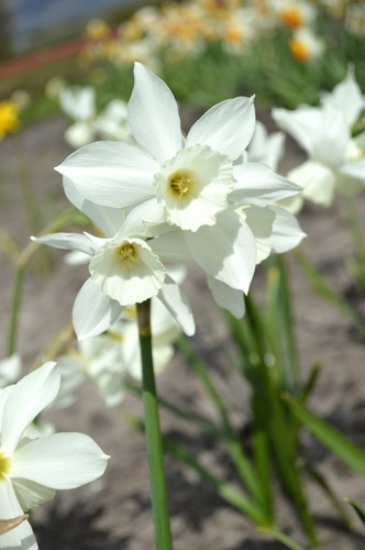 Mini daffodil tresamble - daffodil,