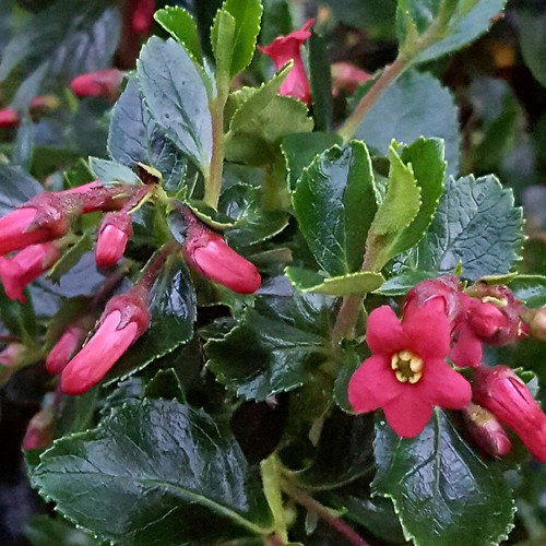 Escallonia rubra macrantha red - macrantha,