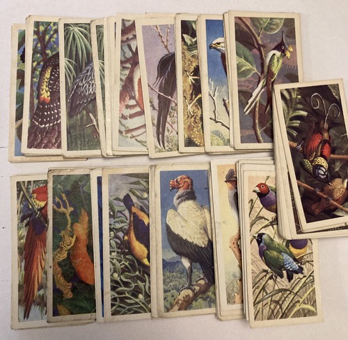 Tropical birds brooke bond - birds,