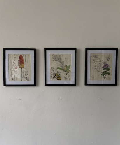 Antique set botanical - of, 3