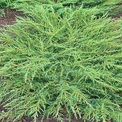 Juniperus communis green - communis, 'green