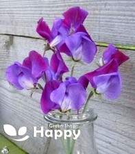 Sweet pea old spice violet - pea,