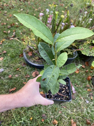 Tea plant camellia sinensis - plant, |