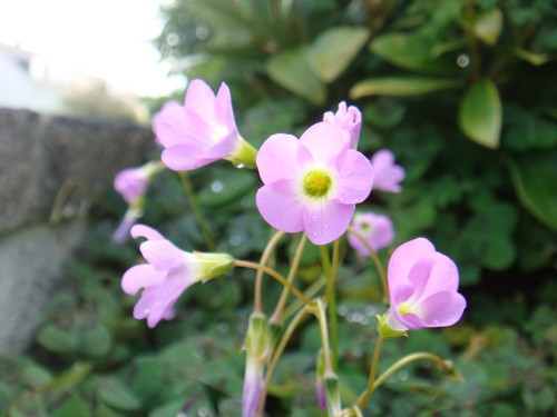 Pink oxalis bulbs - oxalis,