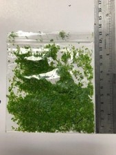 Lemna minor duckweed - 5-10g, for