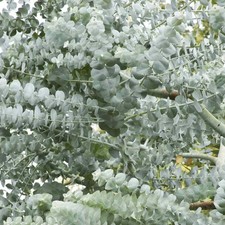 Eucalyptus silver dollar - eucalyptus, gum