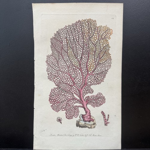 Antique 1791 hand colored sea - antique,