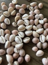 100 pink cowrie shells - 100,