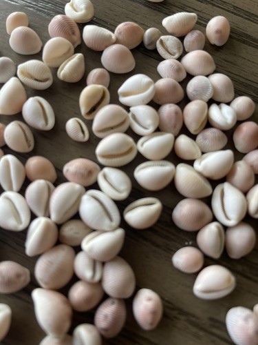 100 pink cowrie shells - 100, x