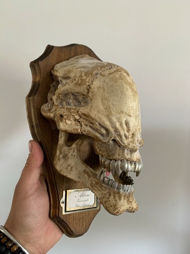 Oddities cabinet of - /,