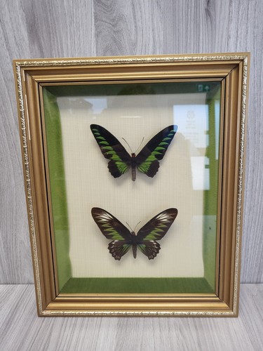 Vintage framed butterfly - framed,