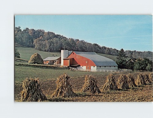 Postcard rural scene dairy - postcard,