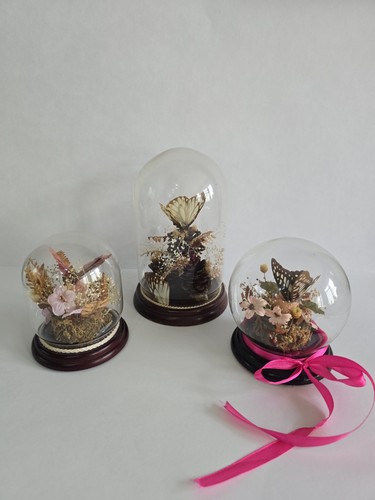 Butterfly taxidermy glass - 3,