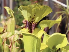 Sarracenia flava var. rugelii