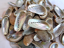 50 X  ABALONE DONKEYS EAR SEA SHELL 3 - 6 CM MOTHER OF PEARL ORMER IRIDESCENT