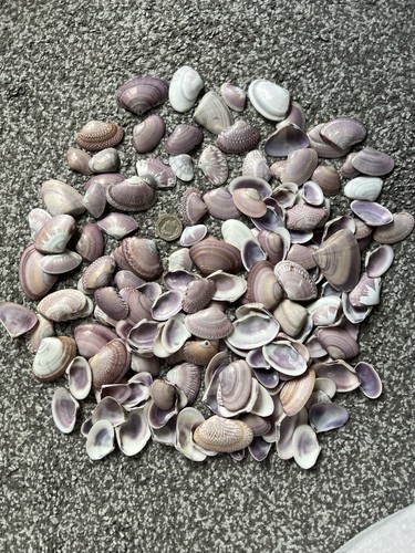 Rare tribal clam - clam, seashells