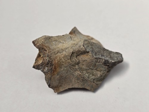 Partial plesiosaur vertebra - partial,