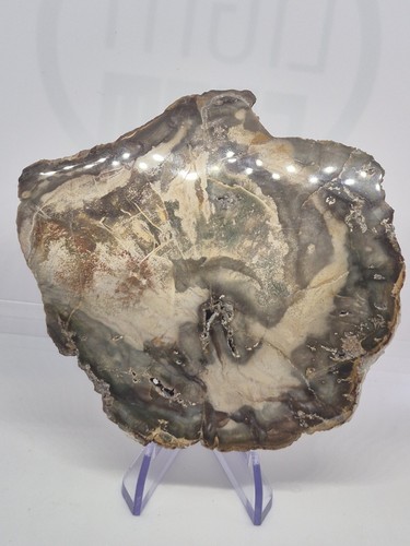 Petrified wood slice - wood,