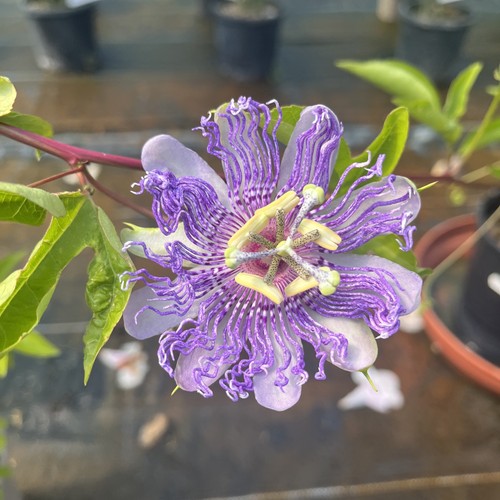 Passiflora cooltropics eia - passiflora, 'eia
