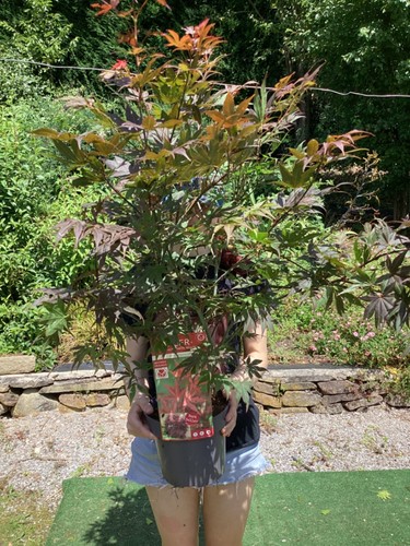 Acer atropurpureum japanese - acer,