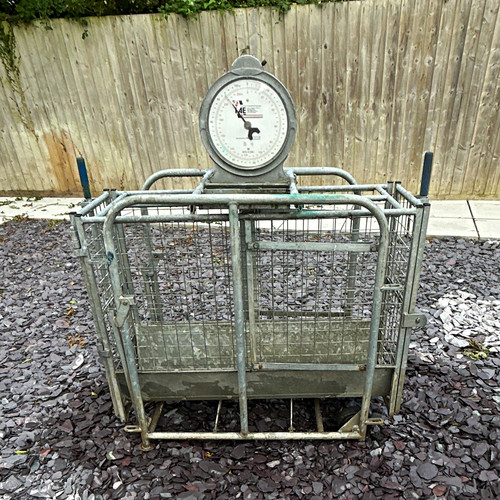 Iae lamb livestock crate scale - iae,